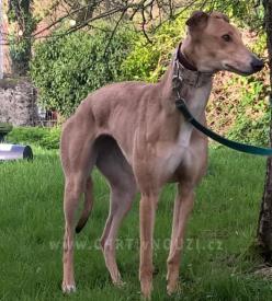 Prezentacja projektu Greyhounds w potrzebie