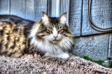 Dlaczego kot ślini się?