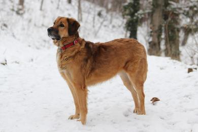 Zimowa opieka nad psem