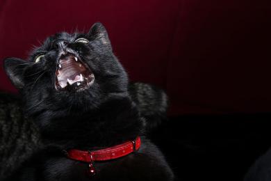 Prawo szalonego kota