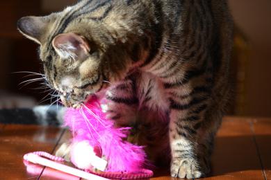 Zabawa dla łap kota