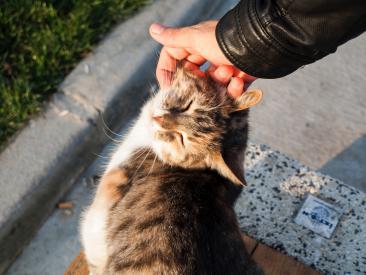 10 wyrażeń kociej miłości