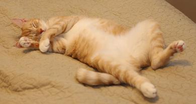 Pozycje do spania kota