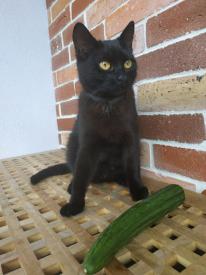 Dlaczego koty boją się ogórków?