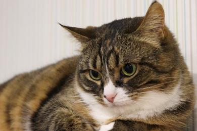 Co zrobić, gdy kot dusi się poza toaletą?