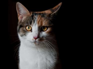 Co zrobić, gdy w nocy budzi Cię kot?