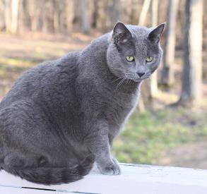 Jak walczyć z nadwagą kota?