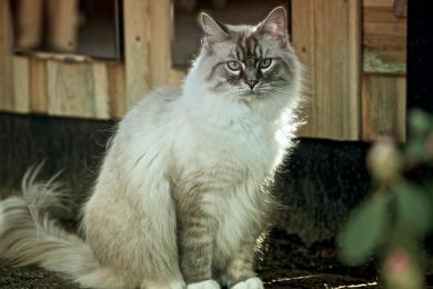 Przybycie na telefon