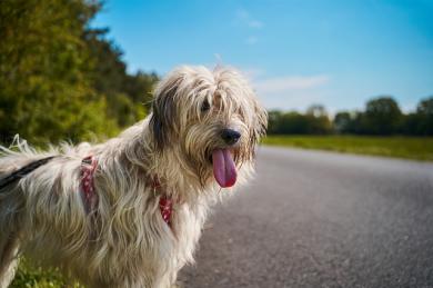 Jak psy się ochładzają?