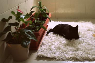 Grabienie w doniczce i gryzienie roślin