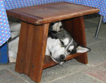 Dlaczego psy tak bardzo lubią leżeć pod stołem?