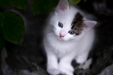 Pierwszy dzień w nowym domu