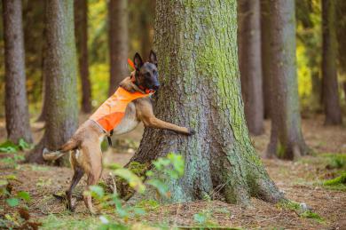 Owczarek belgijski: najlepszy przyjaciel i wyszukiwacz kornika