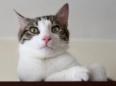 Dlaczego koty tagują?