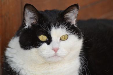 Terapia feromonowa dla kotów