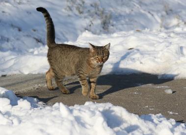 Co zrobić, gdy kot kuleje?