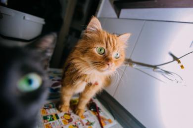 Życie kota musi być chronione