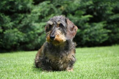 Pies i spalony trawnik