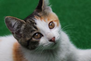 Strategie edukacyjne