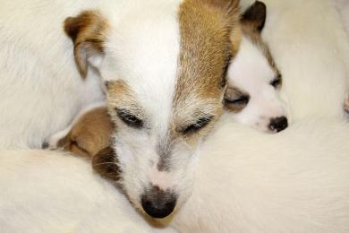 Szczeniak czy dorosły pies?