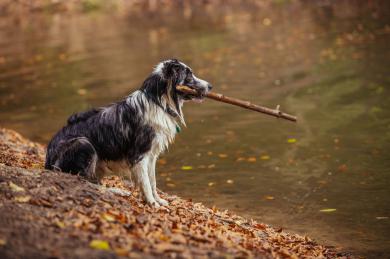 10 wskazówek, jak cieszyć się latem ze swoim psem
