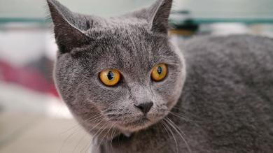 Test osobowości i różnice między rasami kotów