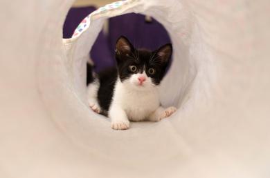 6 wskazówek, jak wzbogacić domowe otoczenie kota