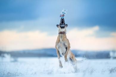 Zima z psim partnerem – jak sprawić, by spacery nie były uciążliwe, a radością?