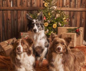 Jak spędzić piękne wakacje i spokojny koniec roku ze swoim pupilem