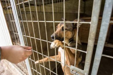 Zbiórką charytatywną wspieramy fundację „OLEŚNICKIE BIDY’”