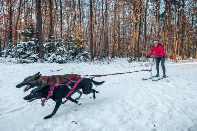 Królewna Śnieżka - powrót do korzeni papki
