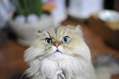 Agresywność podczas czesania