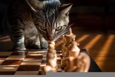 Sprawdź inteligencję swojego kota