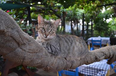 A co z kotem na wakacjach?