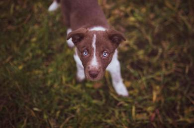 Pies w prezencie do świadectwa?