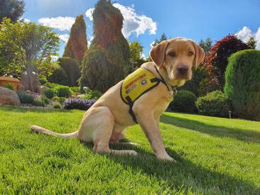 Wygodne lato dla Ciebie i Twojego psiego przyjaciela