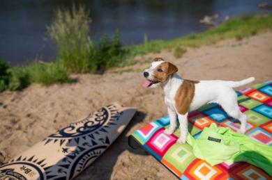 Na jakie problemy mogą cierpieć zwierzęta latem?