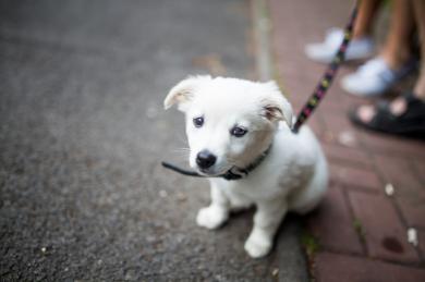 Jak wychować szczeniaka, aby nie przewracał się przez głowę?