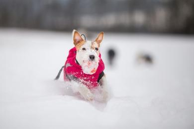 Jak przygotować psa na zimę?