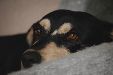 Nawet zwykłe domowe odgłosy mogą powodować stres u psów