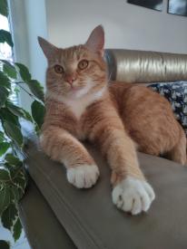 Wspólny kot - jeden kot, wielu właścicieli