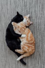 6 sprawdzonych kroków, których należy przestrzegać podczas spotkania z kotami