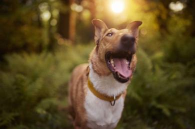 Planujesz dłuższy wyjazd z psem: o czym nie zapomnieć?