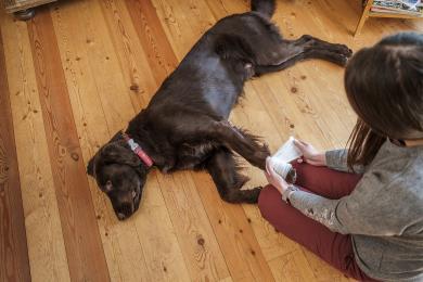 Czy znasz zasady pierwszej pomocy dla psów i kotów?