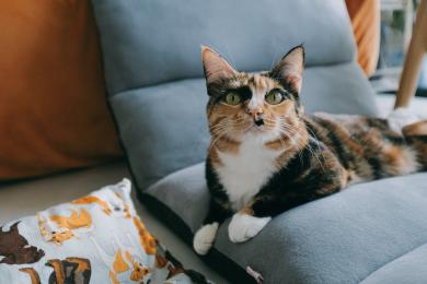 Dlaczego wykastrowany kot powinien otrzymywać specjalistyczną karmę?