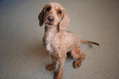 Zaniedbany pies pozbył się prawie kilograma zmatowiałego futerka i znalazł nowy dom