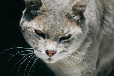 Opieka nad starzejącym się kotem