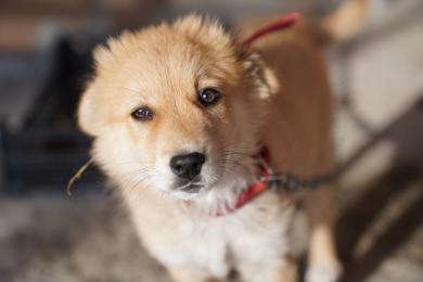 Najpopularniejsze imiona dla psów w 2022 r. Według AKC