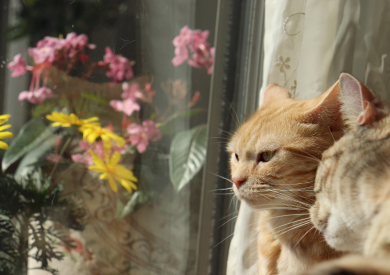 Tajemniczy świat komunikacji z kotami: jak koty „rozmawiają” z ludźmi i sobą nawzajem