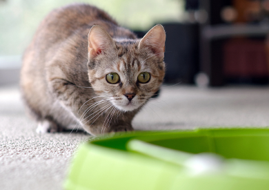 Zdolności sensoryczne kotów